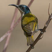 Green-headed Sunbird