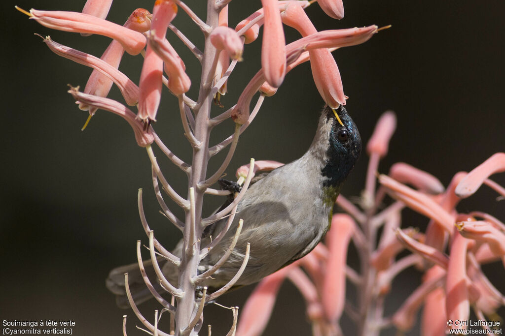 Green-headed Sunbird