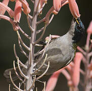 Green-headed Sunbird