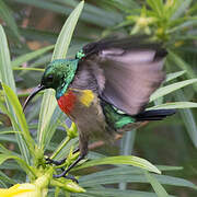 Olive-bellied Sunbird