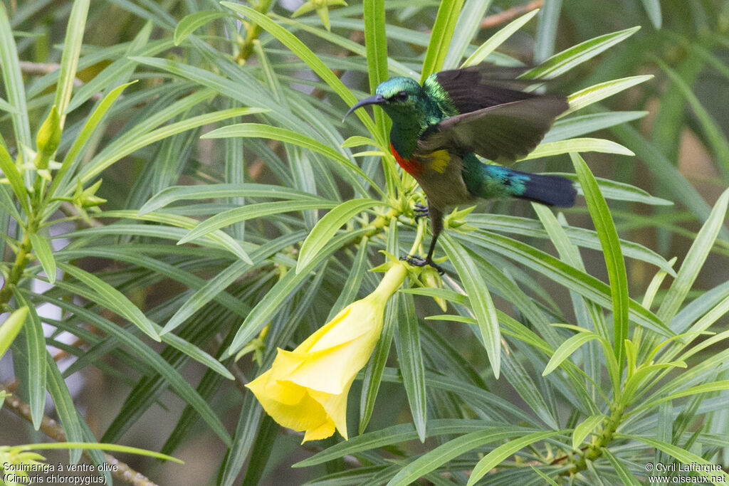 Olive-bellied Sunbird