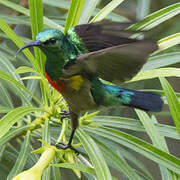 Olive-bellied Sunbird