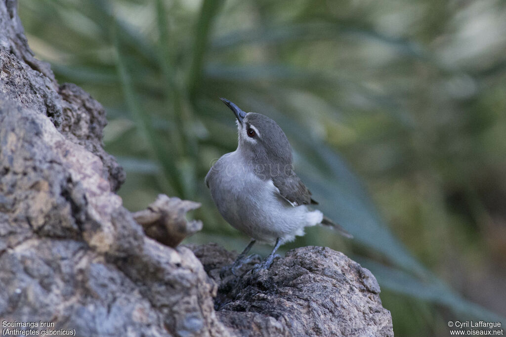 Mangrove Sunbird