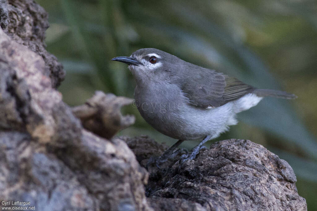 Souimanga brun, identification