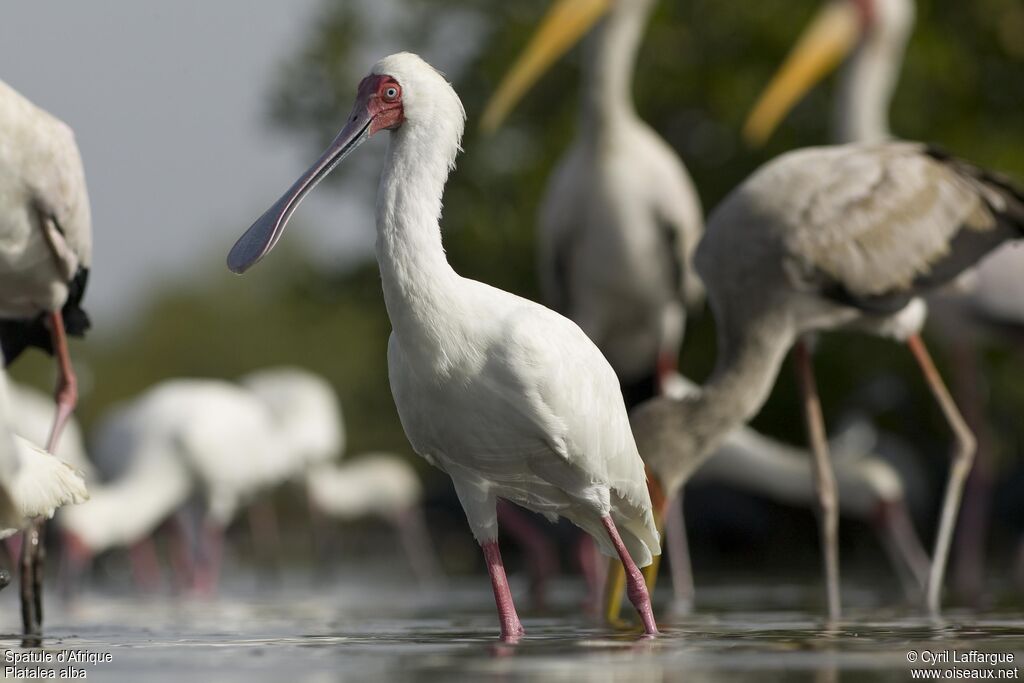 African Spoonbill