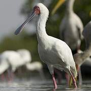 African Spoonbill