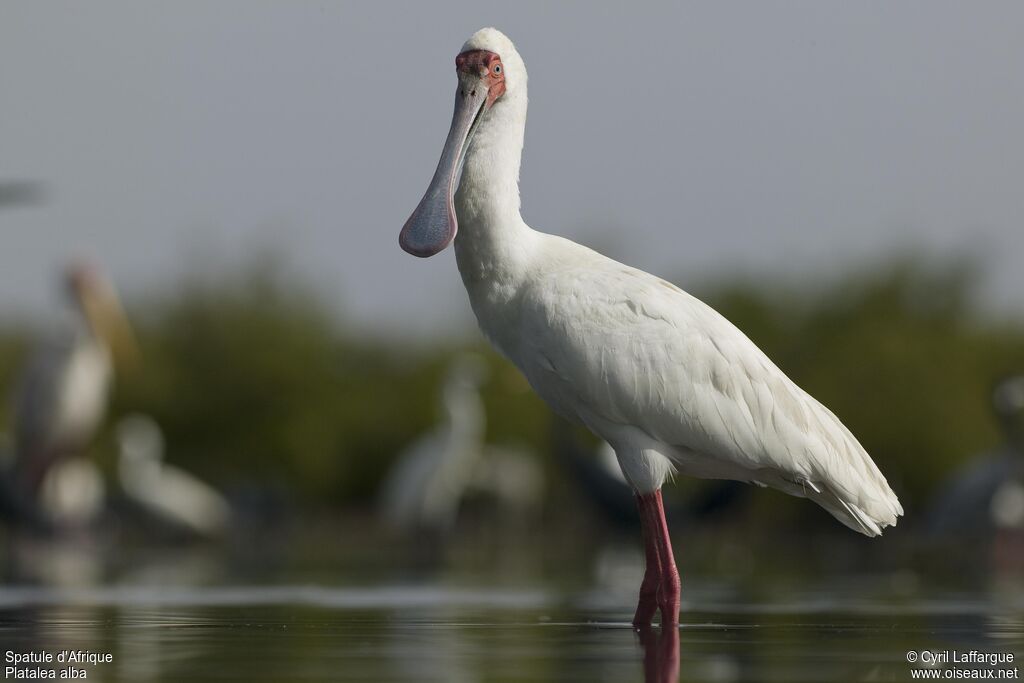 African Spoonbill