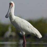 African Spoonbill