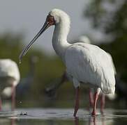 African Spoonbill