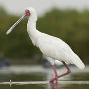 African Spoonbill