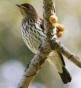 Violet-backed Starling