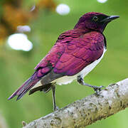 Violet-backed Starling