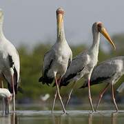 Yellow-billed Stork