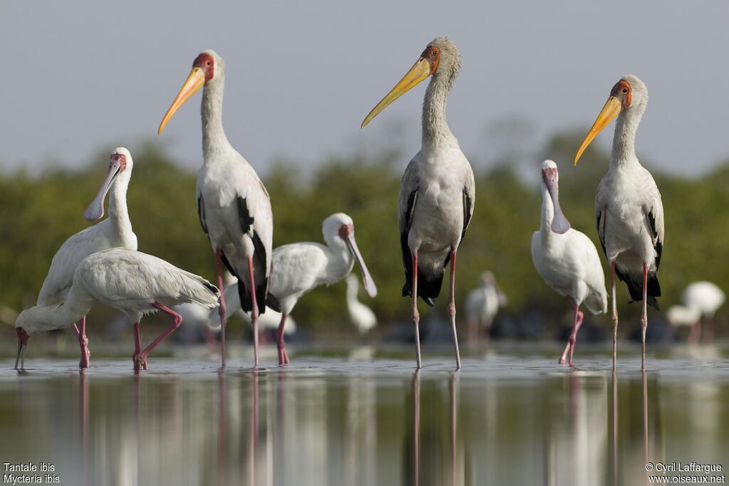 Yellow-billed Storkadult, identification