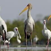 Yellow-billed Stork