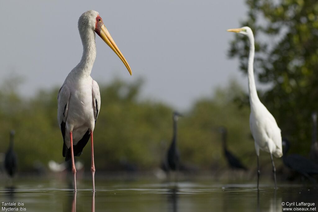 Yellow-billed Stork