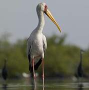 Yellow-billed Stork