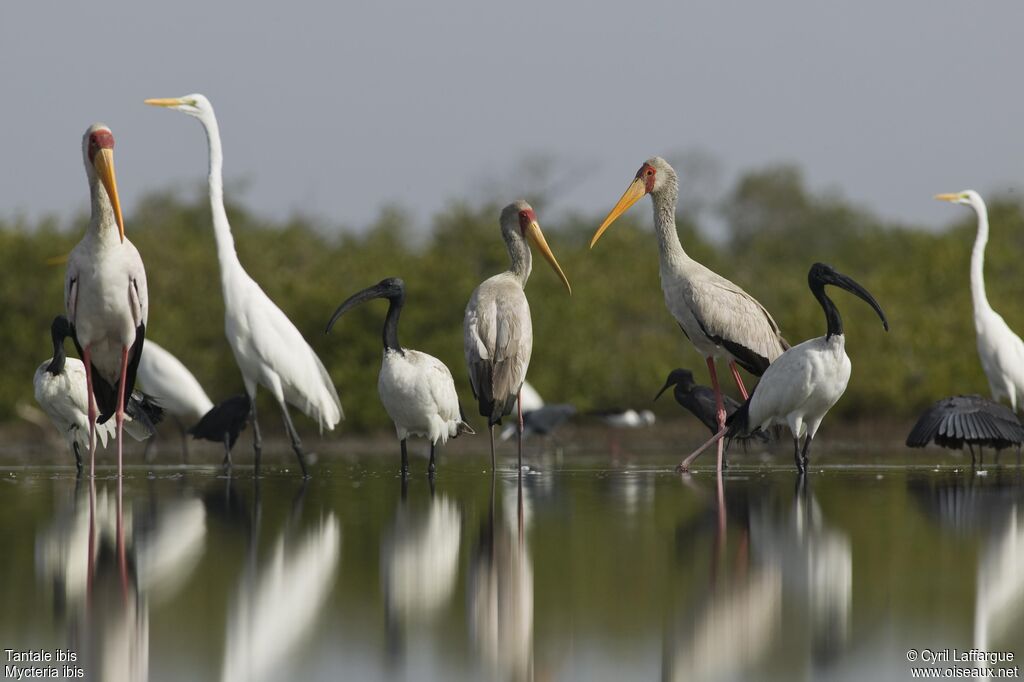 Yellow-billed Stork, identification