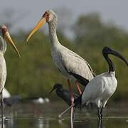 Yellow-billed Stork