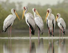 Yellow-billed Stork