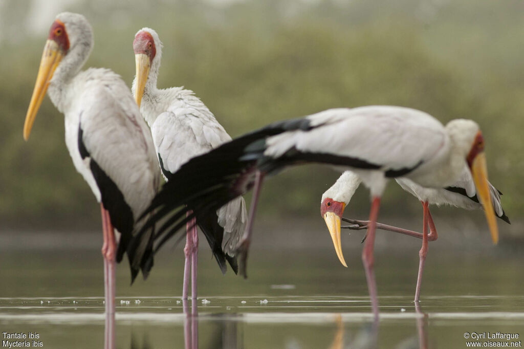 Yellow-billed Storkadult, identification