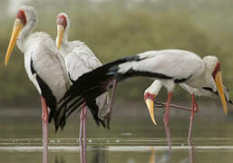 Yellow-billed Stork