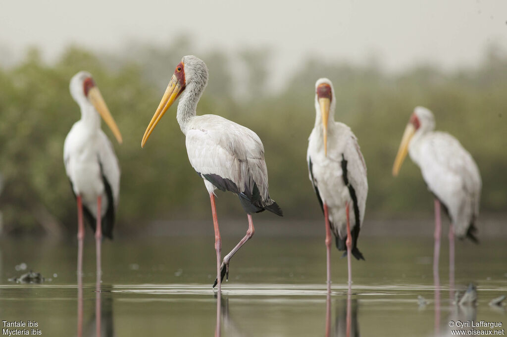 Yellow-billed Storkadult, identification