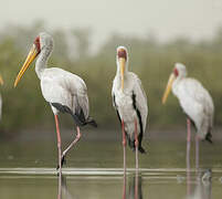 Yellow-billed Stork