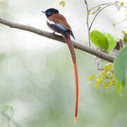 Red-bellied Paradise Flycatcher