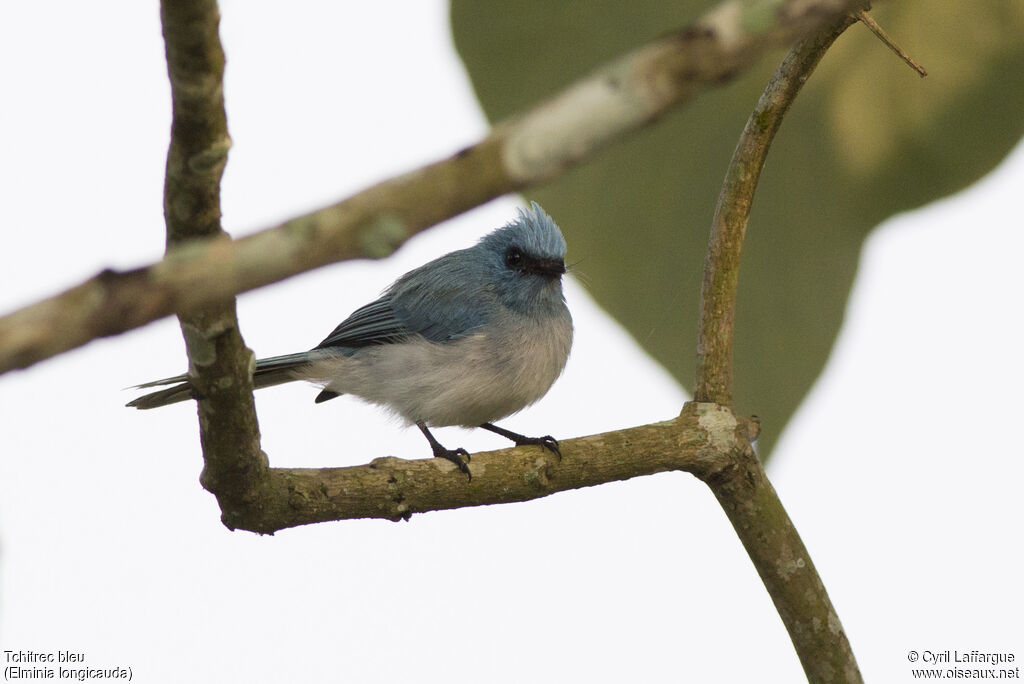 African Blue Flycatcher