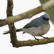 African Blue Flycatcher