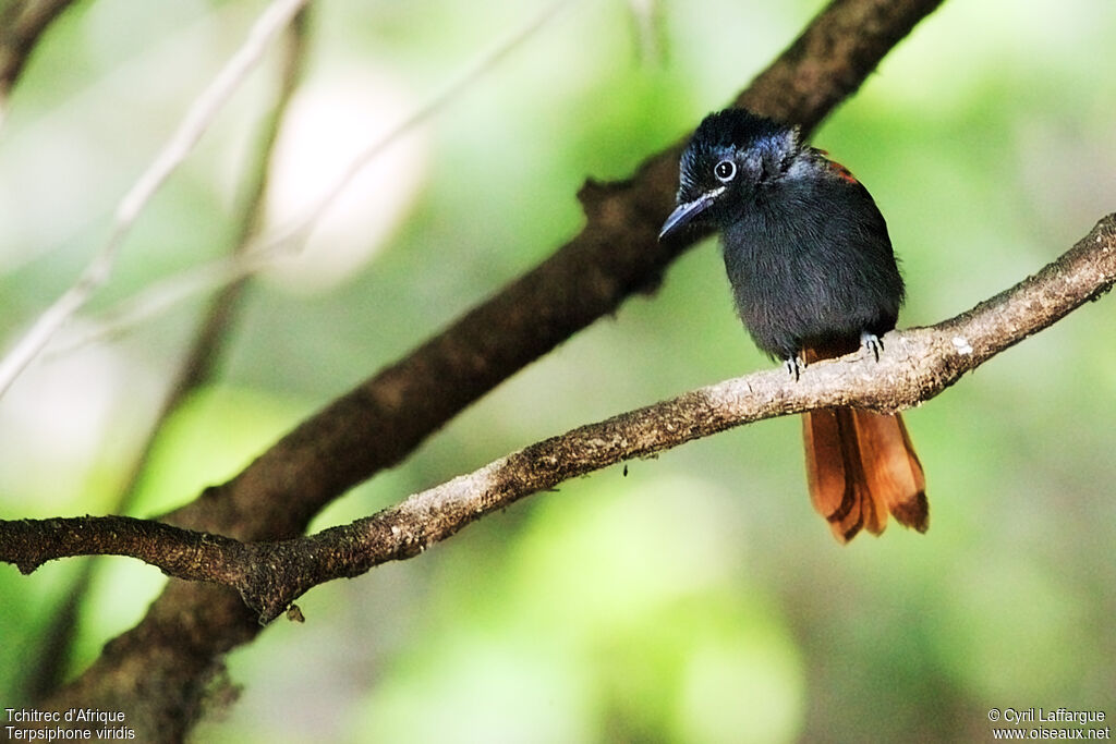 African Paradise Flycatcher