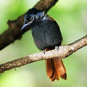 African Paradise Flycatcher