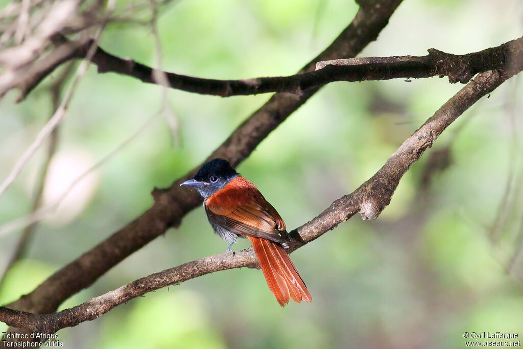 African Paradise Flycatcher