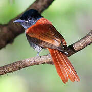 African Paradise Flycatcher