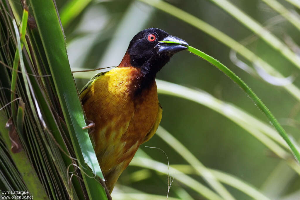 Village Weaver male adult breeding, close-up portrait