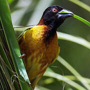 Village Weaver