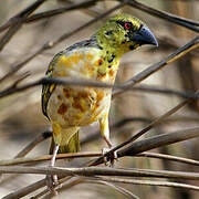 Village Weaver