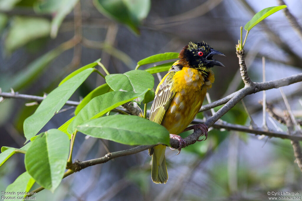 Village Weaver