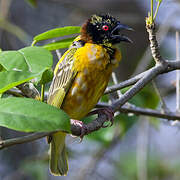 Village Weaver