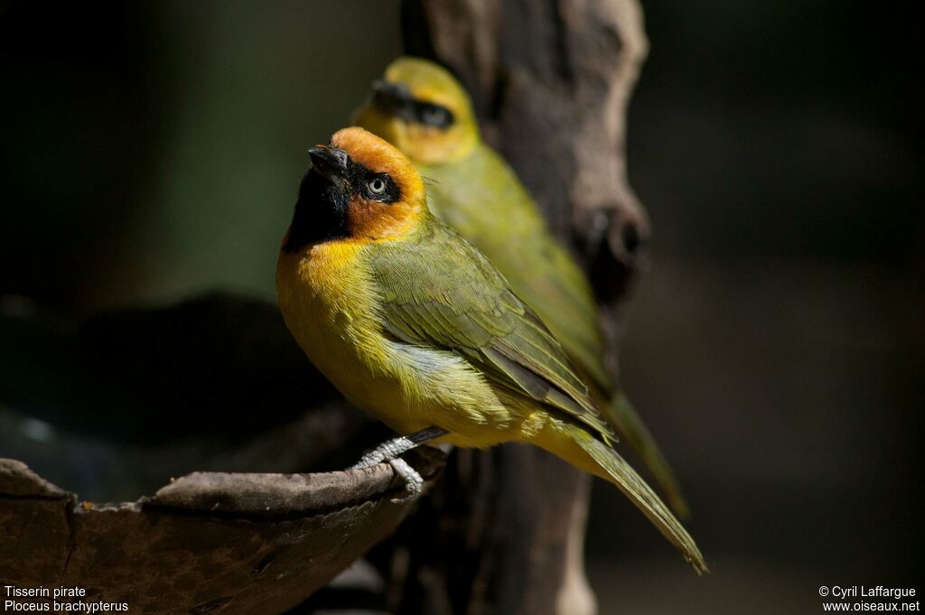 Olive-naped Weaveradult, identification