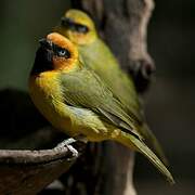 Olive-naped Weaver