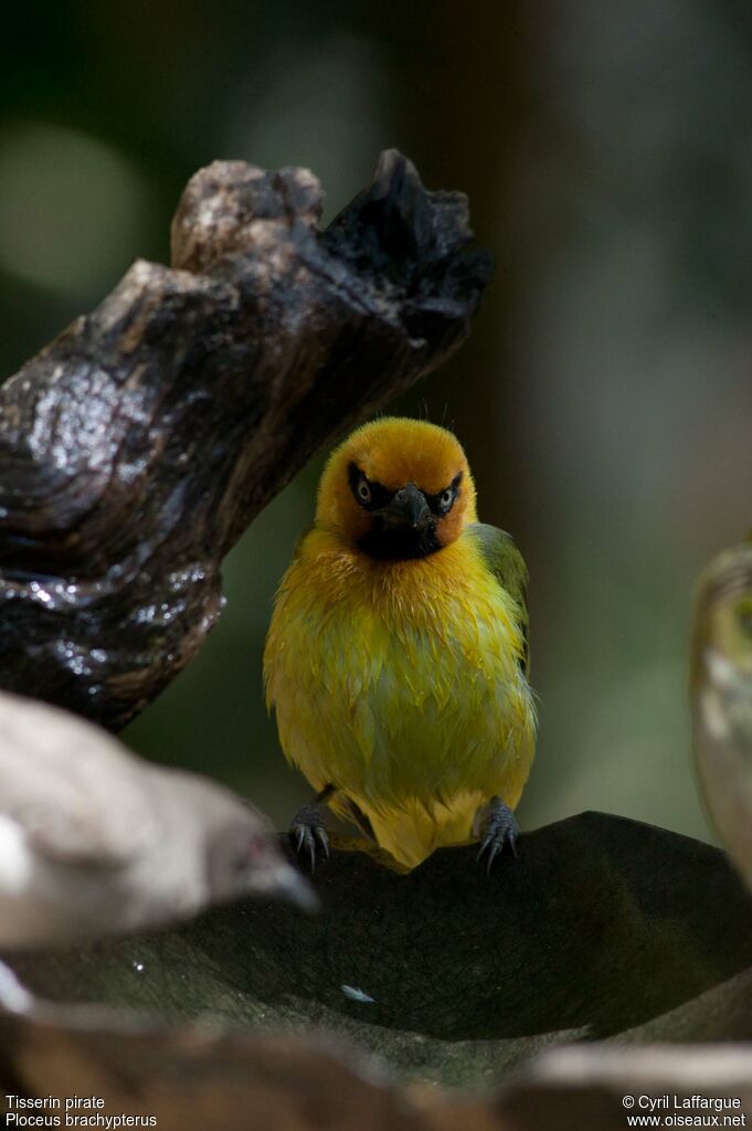 Olive-naped Weaver male adult, identification