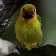 Olive-naped Weaver