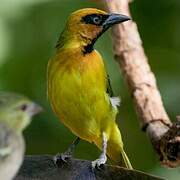 Olive-naped Weaver