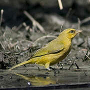 Olive-naped Weaver