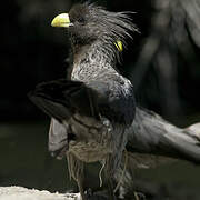 Western Plantain-eater