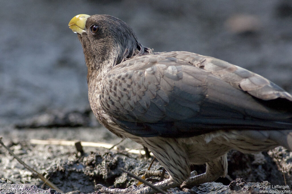 Western Plantain-eater, identification