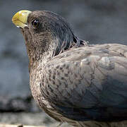 Western Plantain-eater