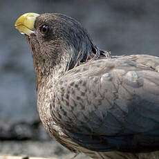 Touraco gris